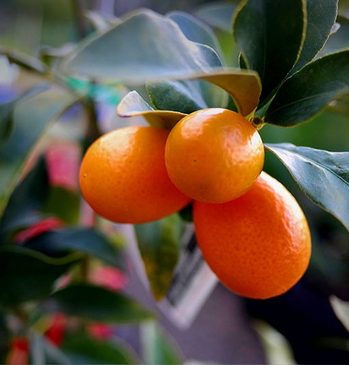 Kumquat Nagami Citrus margarita Lakeside Plants & Nursery