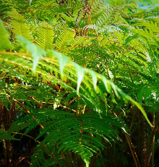 Cyathea Cooperii (Australian Tree Fern) Lakeside Plants & Nursery