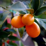 Citus kumquat nagami