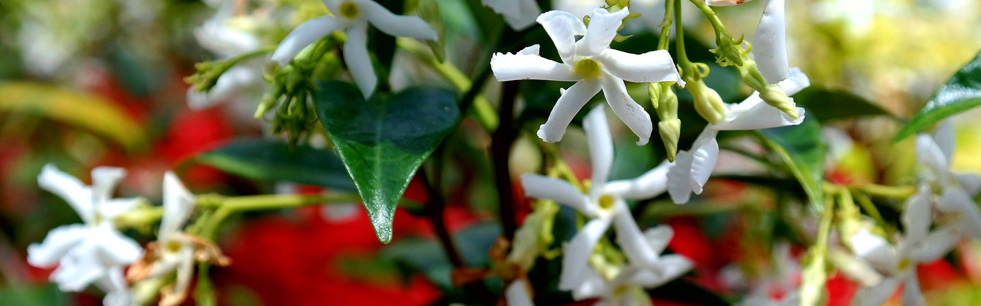 chinesestarjasmine Lakeside Plants & Nursery