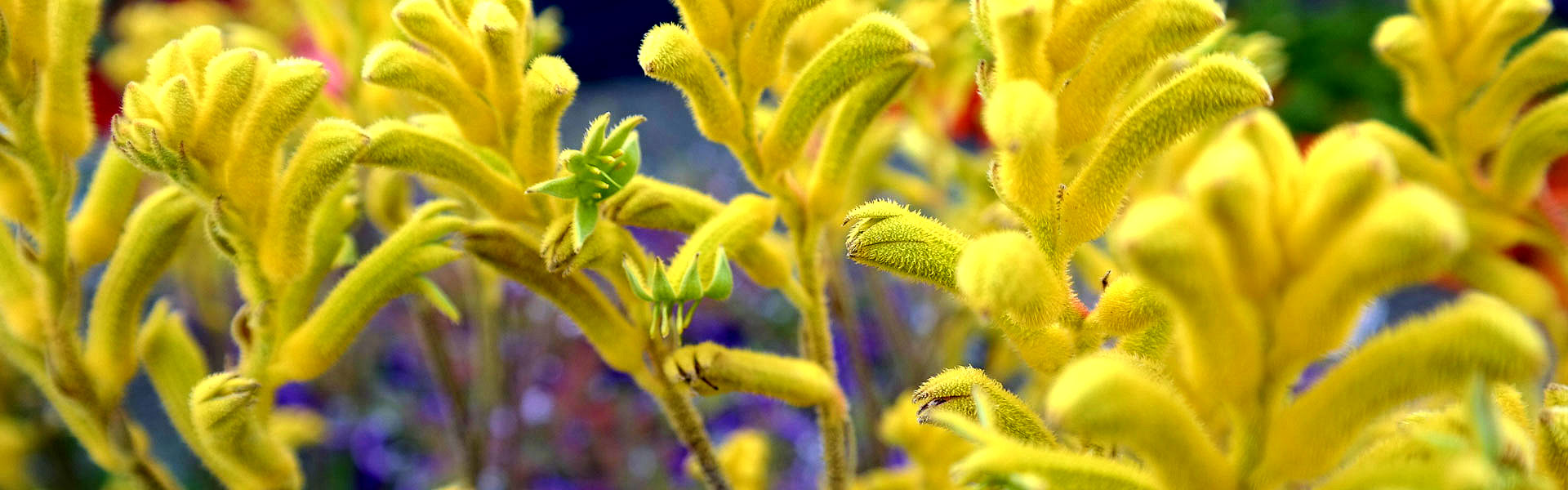 west australian yellow gem