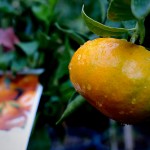 imperial mandarine citrus fruit tree