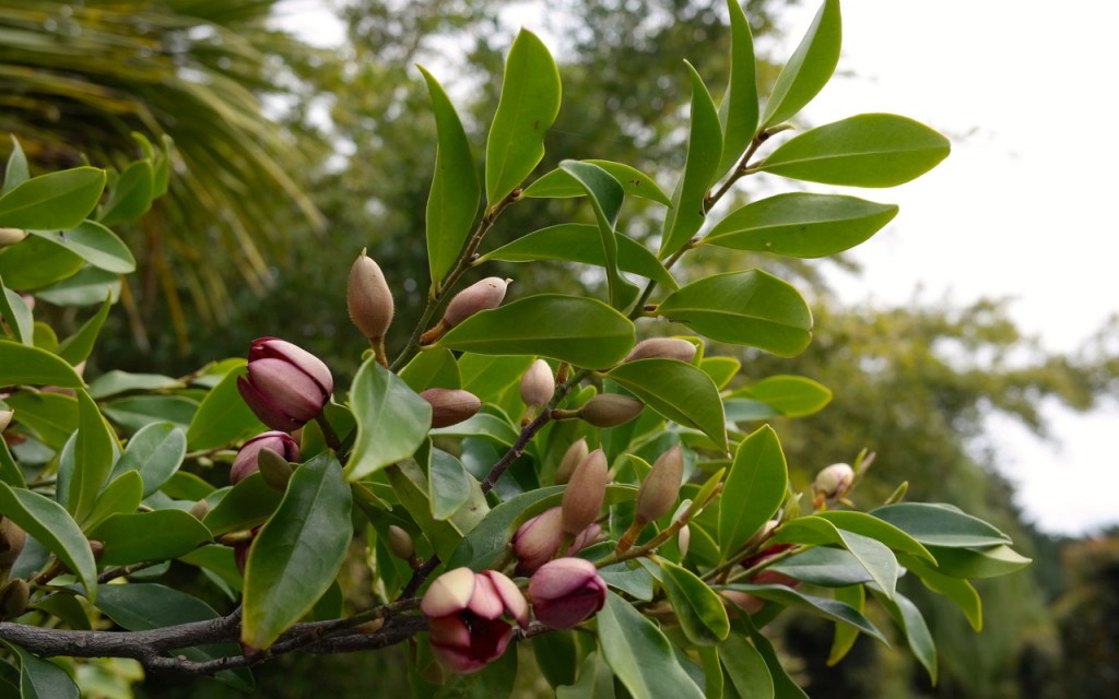 Lakeside Plants & Nursery