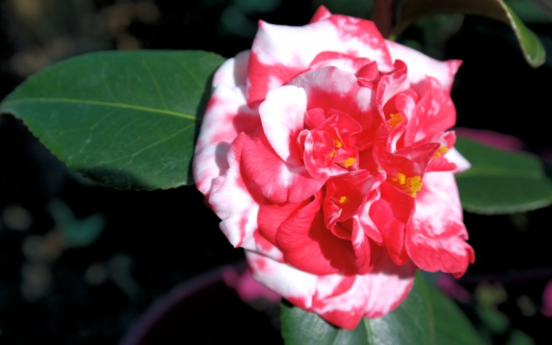 Lakeside Plants & Nursery