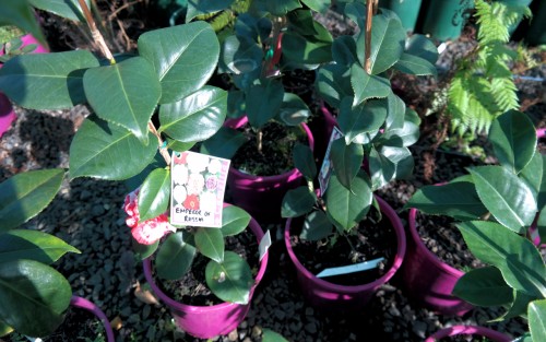 Lakeside Plants & Nursery