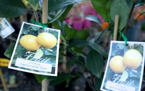 Lemonade Tree