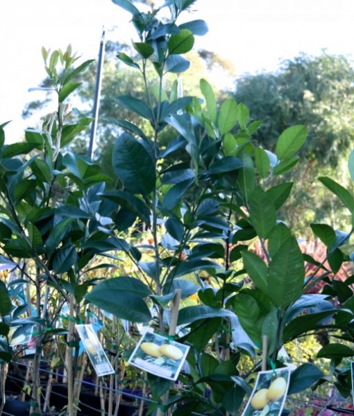 Lemonade Tree Lakeside Plants & Nursery