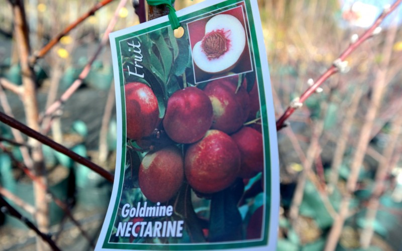 Lakeside Plants & Nursery