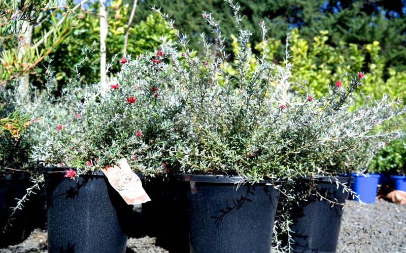 Lakeside Plants & Nursery