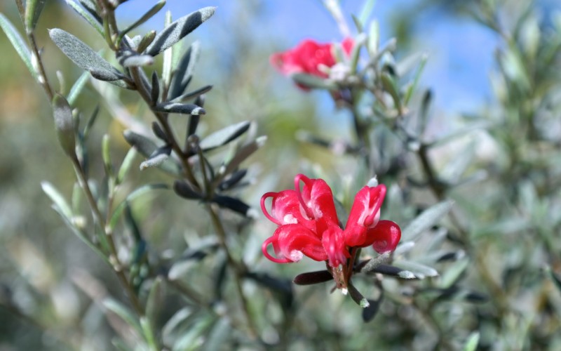 Lakeside Plants & Nursery
