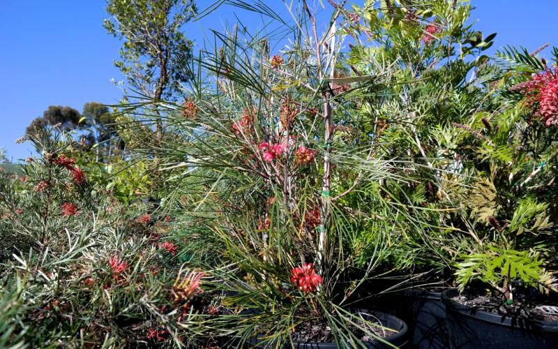 Lakeside Plants & Nursery