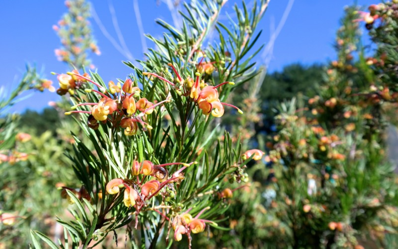 Lakeside Plants & Nursery