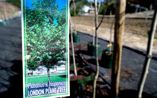 London Plane Tree - Image 3