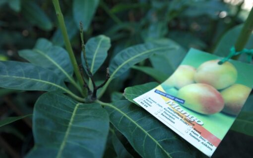 Mango Tree R2E2 Grafted - Image 2