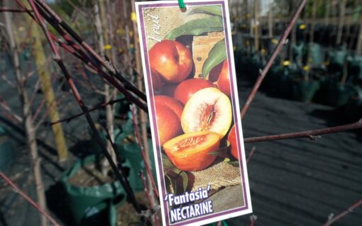 Nectarine Fantasia