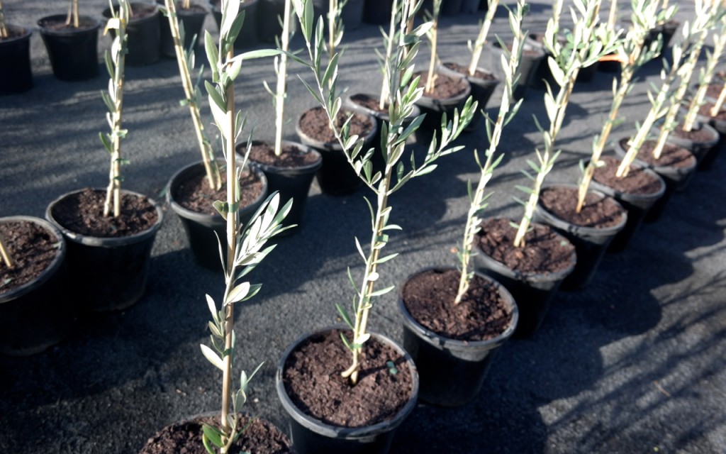 Lakeside Plants & Nursery