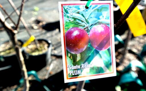 Plum Santa Rosa