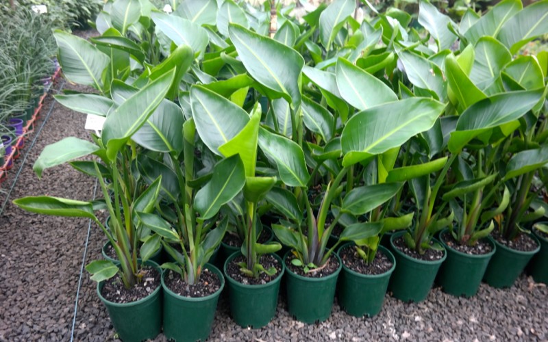 Lakeside Plants & Nursery