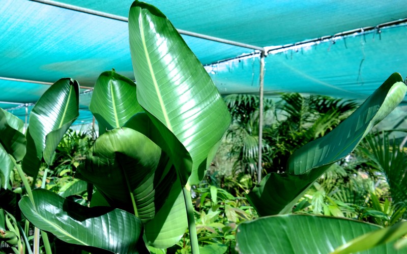 Lakeside Plants & Nursery