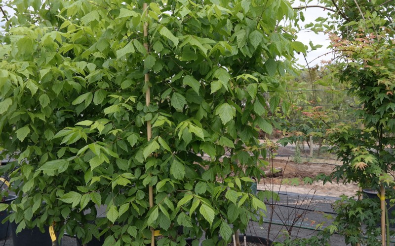 Lakeside Plants & Nursery