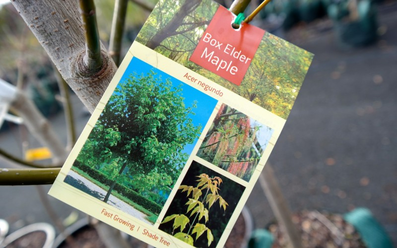 Lakeside Plants & Nursery