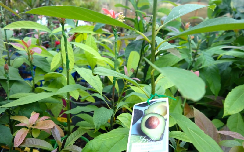 Lakeside Plants & Nursery