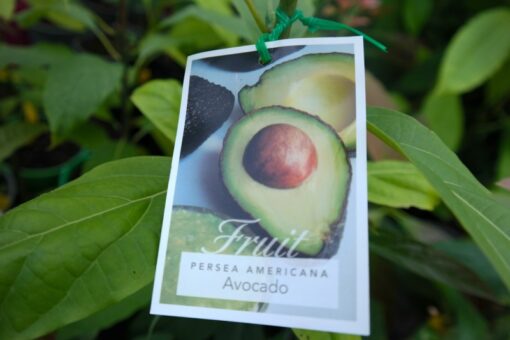 Pinkerton avocado