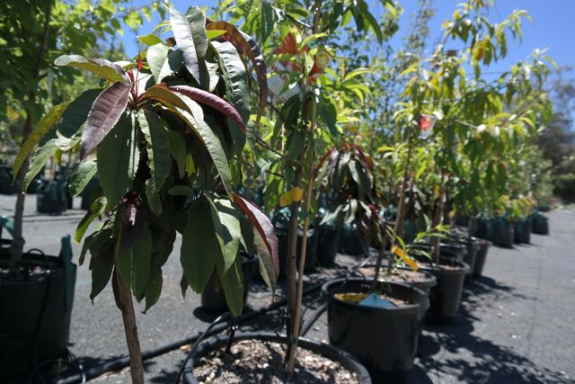 Lakeside Plants & Nursery
