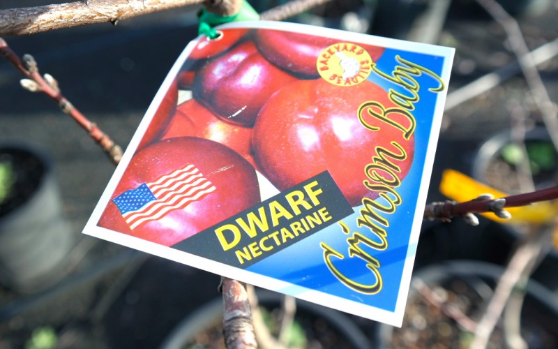 Dwarf Nectarine Crimson Baby Lakeside Plants & Nursery