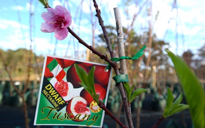 Lakeside Plants & Nursery
