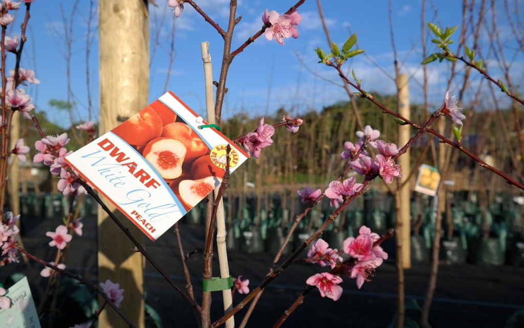 Lakeside Plants & Nursery
