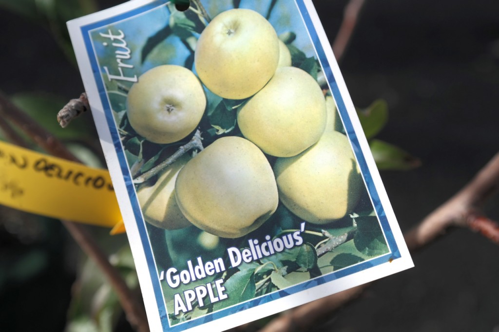 Apple Tree Golden Delicious Lakeside Plants & Nursery