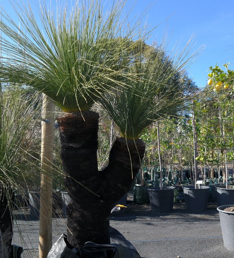 Lakeside Plants & Nursery