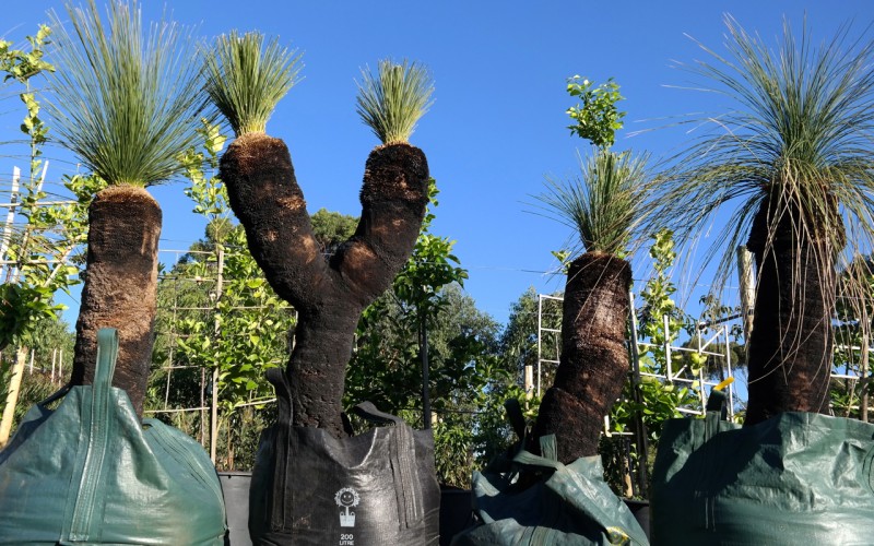 Lakeside Plants & Nursery