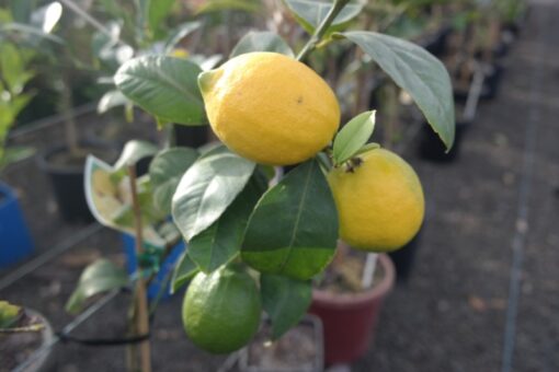 Lemon Meyer    Citrus x meyeri