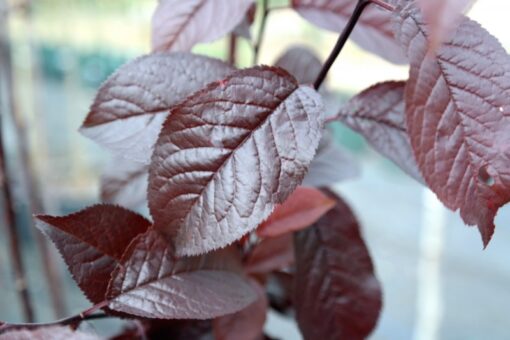 Flowering Plum - Prunus Cerasifera Nigra - Image 2