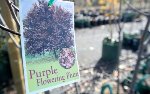 Flowering Plum - Prunus Cerasifera Nigra - Image 3
