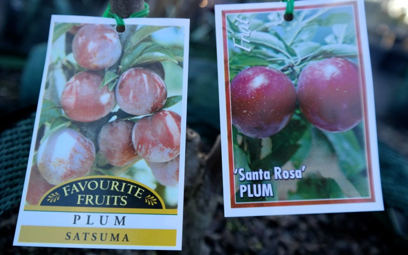 Lakeside Plants & Nursery