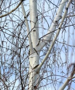 silver birch in winter time