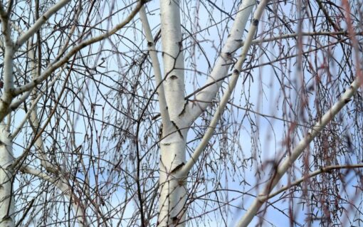 silver birch in winter time