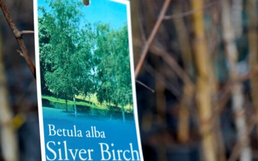 Silver Birch