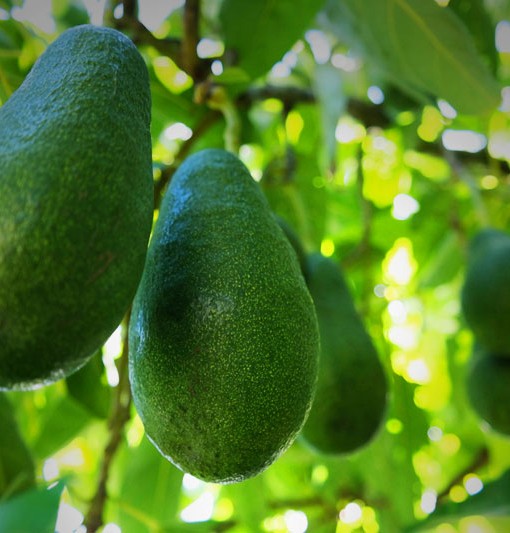 Avocado Tree Bacon (B) Lakeside Plants & Nursery