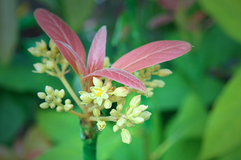 Lakeside Plants & Nursery