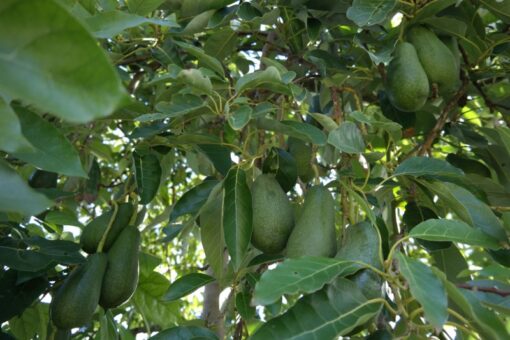 Avocado Tree Hass