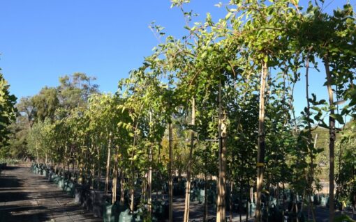weeping mulberry row