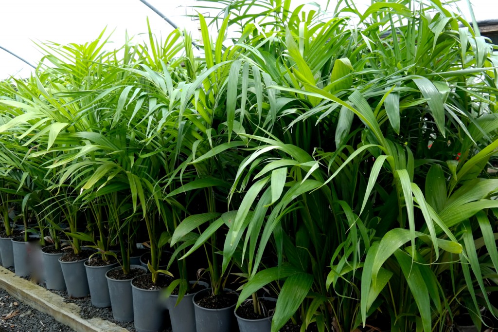 Lakeside Plants & Nursery