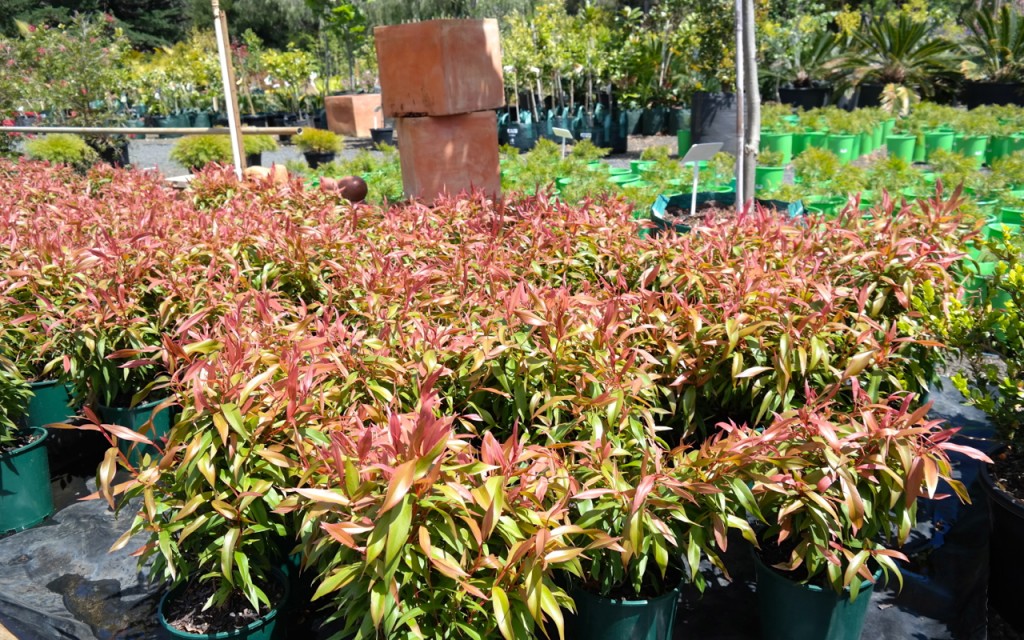 Lakeside Plants & Nursery