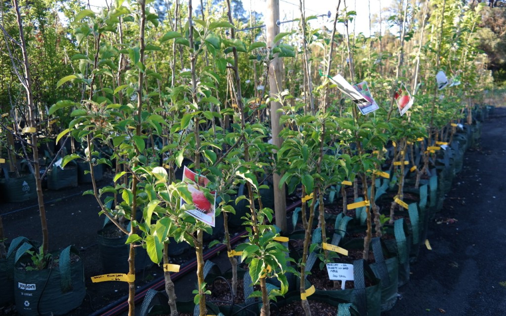 Lakeside Plants & Nursery
