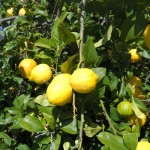 lemon tree