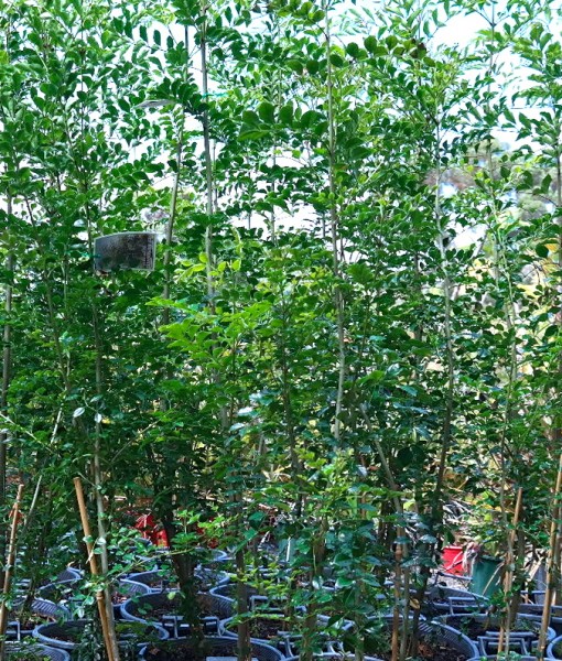 Evergreen Ash Lakeside Plants & Nursery